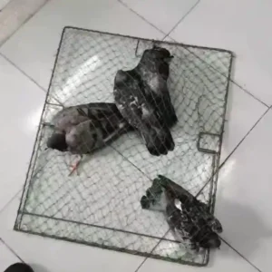 Một chiếc bẫy sập lưới đã bắt được ba con chim bồ câu.
