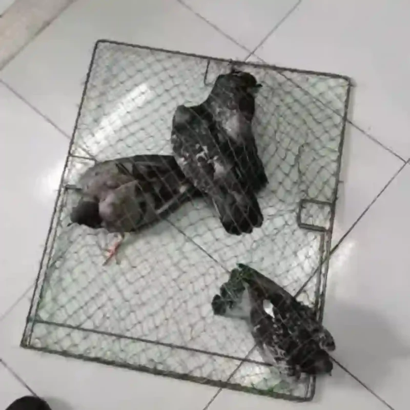 Một chiếc bẫy sập lưới đã bắt được ba con chim bồ câu.