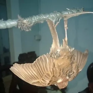 Một con chim bị dính vào cành cây đã được phủ một lớp keo bẫy chim siêu dính.