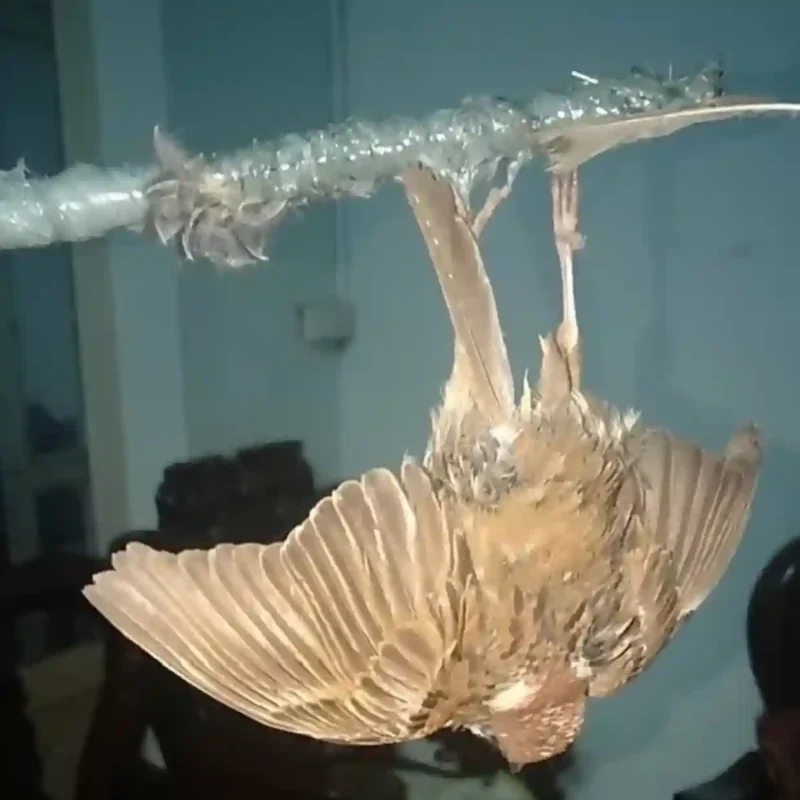 Một con chim bị dính vào cành cây đã được phủ một lớp keo bẫy chim siêu dính.