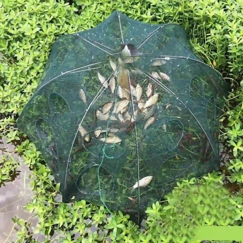 Lồng bát quái dạng ô sau khi thu hoạch, chứa đầy cá nhỏ, đặt giữa đám cây cỏ thủy sinh.