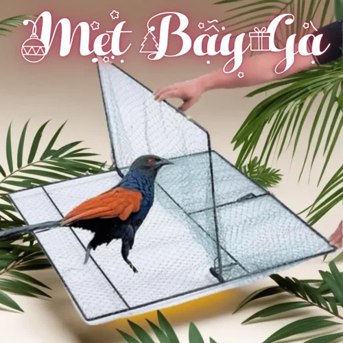 Lồng bẫy gà đa năng có lưới dù Thái, hai con gà đang ăn mồi gần cửa bẫy sập