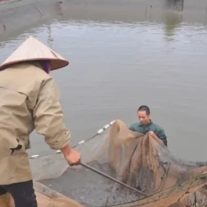 Hai nông dân đang dùng lưới kéo cá chuyên dụng để thu hoạch cá trong ao.