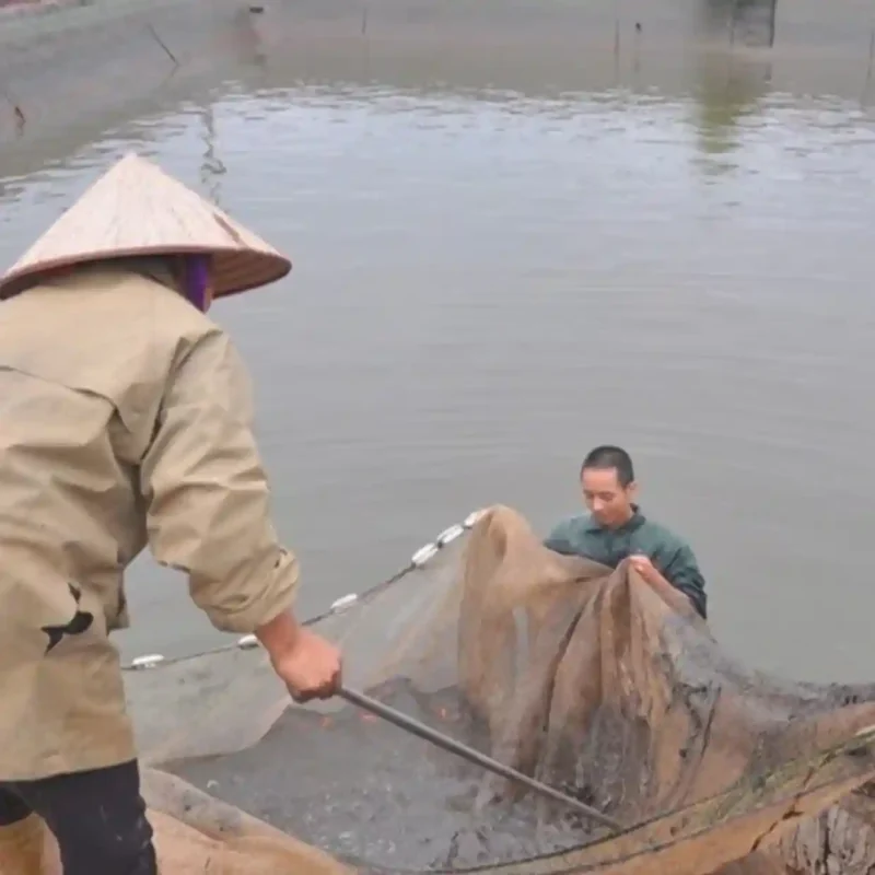 Hai nông dân đang dùng lưới kéo cá chuyên dụng để thu hoạch cá trong ao.