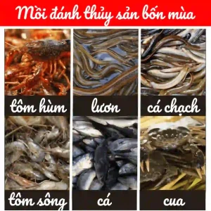 Ảnh minh họa các loại thủy sản mà mồi có thể bẫy được, bao gồm tôm hùm, lươn, cá chạch, tôm sông, cá, và cua.