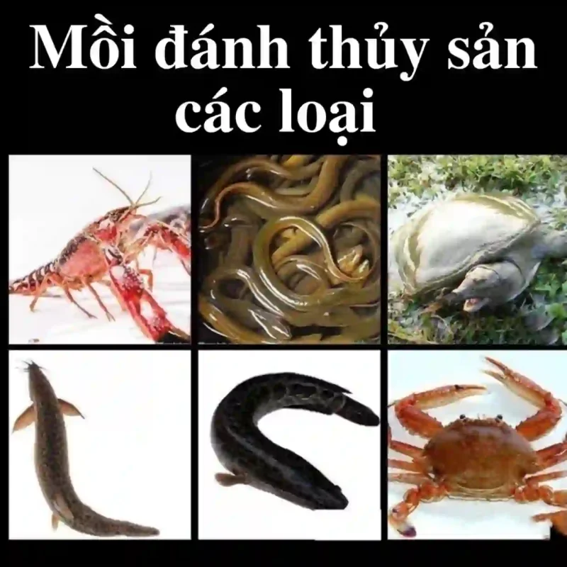 Các loại thủy sản mà mồi vạn năng có thể dụ bắt hiệu quả: tôm hùm đất, lươn, baba, cá lóc, cua đồng.