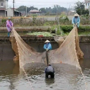 Một nhóm người đang hợp tác sử dụng lưới quét ao lớn để thu hoạch thủy sản.