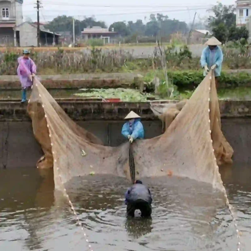 Một nhóm người đang hợp tác sử dụng lưới quét ao lớn để thu hoạch thủy sản.