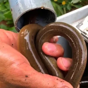 Một con lươn đồng lớn, béo mập đang được lấy ra từ một chiếc lờ làm bằng ống nhựa.
