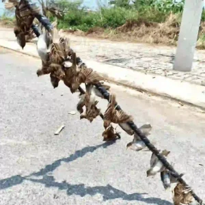 Một cành cây phủ keo bẫy chim với nhiều con chim bị dính bẫy đang được đặt trên mặt đường.