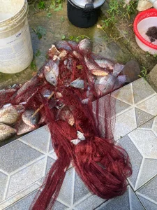 Chài Dù Chân Xích Thái Lan - Sợi Dù PE & Inox Đặc Siêu Bền Bỉ