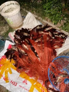 Chài Đĩa Bay Bắt Cá Hiệu Quả - Bung Tròn Tối Đa, Tăng Năng Suất