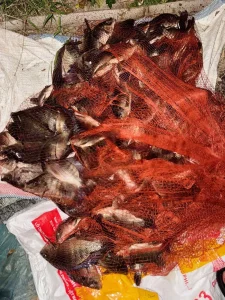 Chài Đĩa Bay Bắt Cá Hiệu Quả - Bung Tròn Tối Đa, Tăng Năng Suất