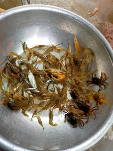 Lồng Bát Quái 8 Cửa (Lồng Ô) Bắt Cá, Tôm, Cua - Công Nghệ Thái Lan, Khung Thép Carbon Chống Gỉ, Siêu Bền