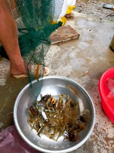 Lồng Bát Quái 8 Cửa (Lồng Ô) Bắt Cá, Tôm, Cua - Công Nghệ Thái Lan, Khung Thép Carbon Chống Gỉ, Siêu Bền