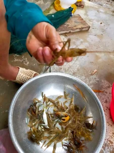 Lồng Bát Quái 8 Cửa (Lồng Ô) Bắt Cá, Tôm, Cua - Công Nghệ Thái Lan, Khung Thép Carbon Chống Gỉ, Siêu Bền