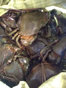 Lồng Bẫy Cua Đồng Gấp Gọn Thông Minh - Dụng Cụ Bắt Cua Siêu Nhạy, Giá Rẻ