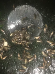 Lồng Bát Quái 8 Cửa (Lồng Ô) Bắt Cá, Tôm, Cua - Công Nghệ Thái Lan, Khung Thép Carbon Chống Gỉ, Siêu Bền