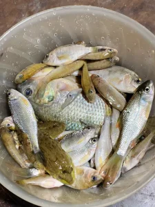 Chài Cước Mắt Lưới 1.5cm - Chuyên Dụng Bắt Tôm, Tép, Tận Thu Thủy Sản