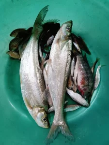 Chài Cước Mắt Lưới 1.5cm - Chuyên Dụng Bắt Tôm, Tép, Tận Thu Thủy Sản