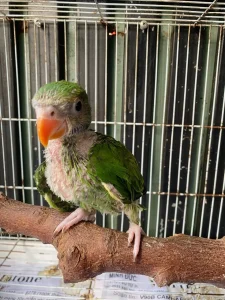 Lồng Bẫy Gà Siêu Nhạy - Mẹt Bẫy Gà, Bìm Bịp, Cò, Quốc "Đặt Là Dính"