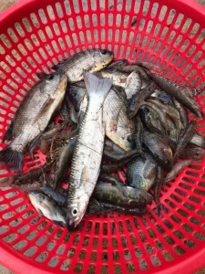 Chài Cước Mắt Lưới 1.5cm - Chuyên Dụng Bắt Tôm, Tép, Tận Thu Thủy Sản