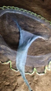 Chài Cước Mắt Lưới 1.5cm - Chuyên Dụng Bắt Tôm, Tép, Tận Thu Thủy Sản