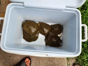 Tinh Chất Dụ Baba Chuyên Dụng 100ml - Công Thức Đậm Đặc, Khuếch Tán Rộng