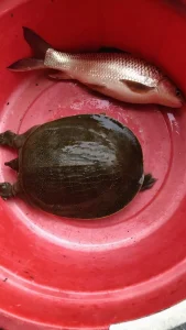 Tinh Chất Dụ Baba Chuyên Dụng 100ml - Công Thức Đậm Đặc, Khuếch Tán Rộng