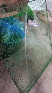 Lồng Bẫy Gà Siêu Nhạy - Mẹt Bẫy Gà, Bìm Bịp, Cò, Quốc "Đặt Là Dính"