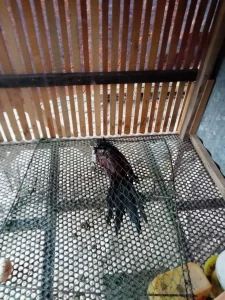 Lồng Bẫy Gà Siêu Nhạy - Mẹt Bẫy Gà, Bìm Bịp, Cò, Quốc "Đặt Là Dính"