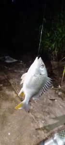 Dây Dù PE Câu Cá DAIWA SW 100M - Công Nghệ Nhật Bản, Siêu Nhạy, Ném Mồi Cực Xa